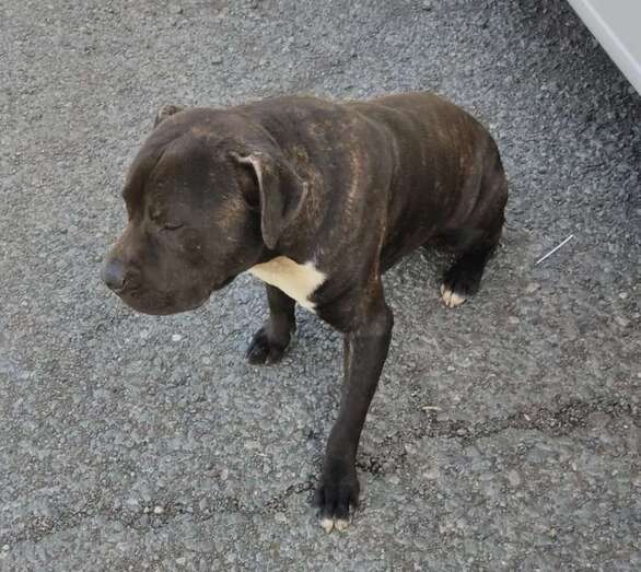El animal perdido que fue hallado en el Barranco de Los Cernícalos/TA.